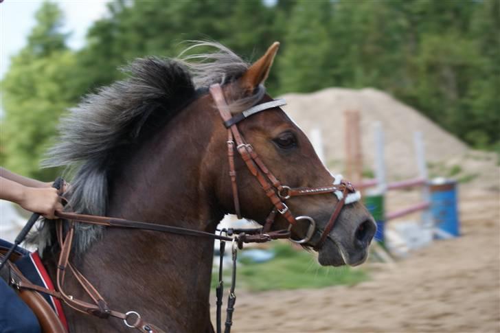 Welsh Cob (sec D) Bogensø's Queen*har redet - Nyyt!! smukkeste queen billede 18