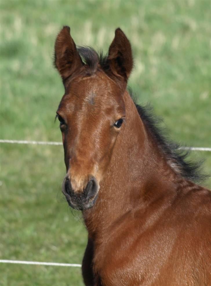 Appaloosa Cassiopaia - Velkommen til min profil, kig jer omkring og smid en kommentar/karakter billede 1