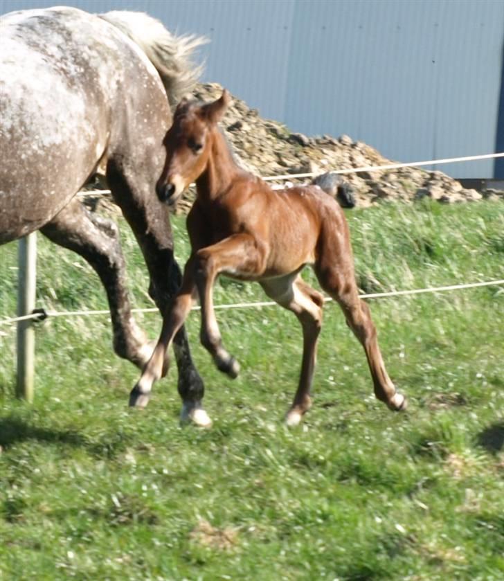 Appaloosa Cassiopaia - Her kommer jeg...  billede 2