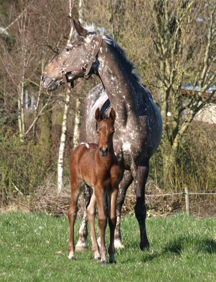 Appaloosa Cassiopaia - Er vi ikke bare smukke :) billede 3