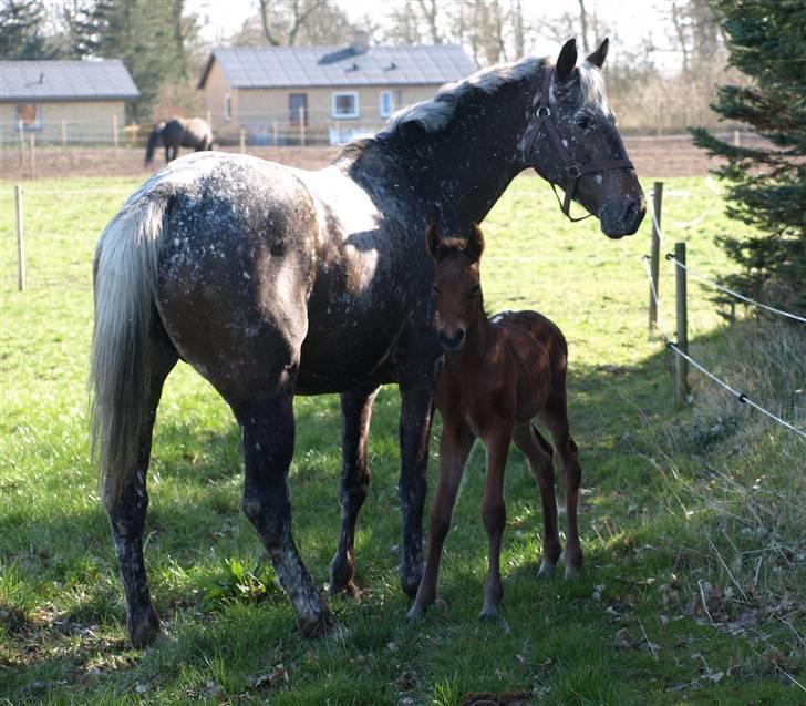 Appaloosa Cassiopaia - Vi hygger li i skyggen :) billede 4