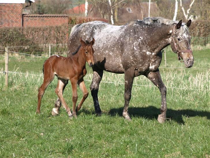 Appaloosa Cassiopaia - Her går mig og min dejlige moar :) billede 5