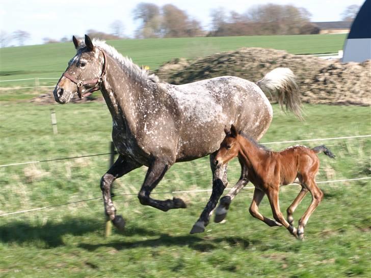 Appaloosa Cassiopaia - Hehe vi kan løbe meget stærk :) billede 7