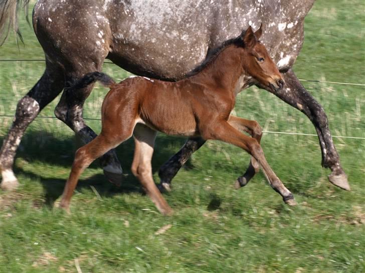 Appaloosa Cassiopaia - Sød er jeg da :) billede 8