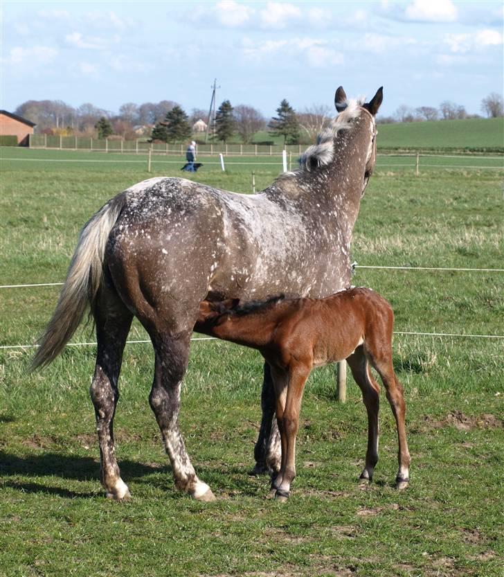 Appaloosa Cassiopaia - Puhaaa alt det friske luft bliver man godt nok sulten a :) billede 9