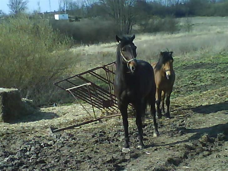Traver David Nordal <3 Du vil altid være alt! billede 16