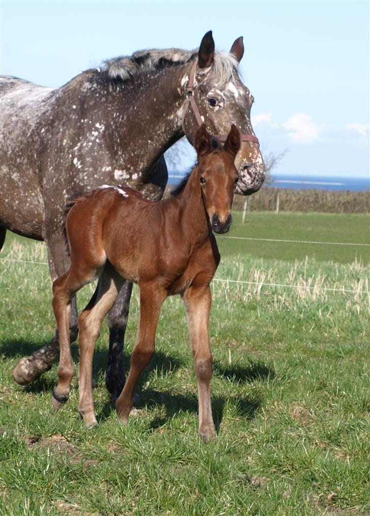 Appaloosa Cassiopaia - :) billede 12