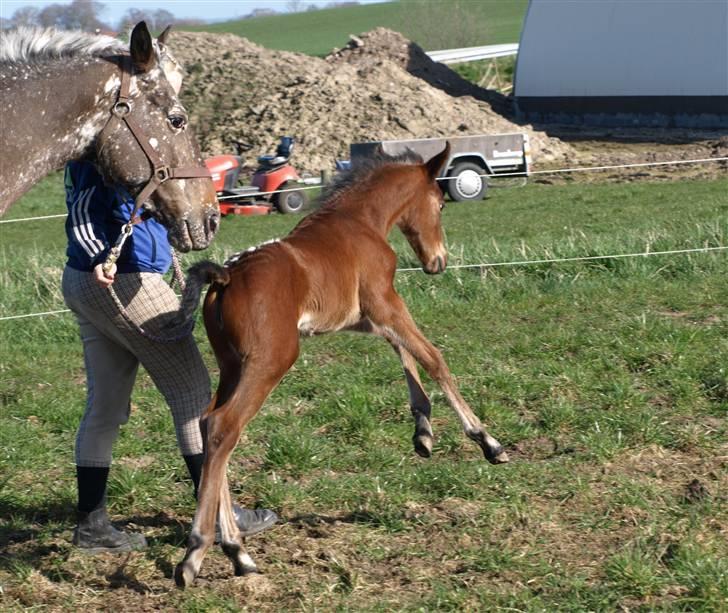 Appaloosa Cassiopaia - Jeg kan hoppe op i luften :) billede 14