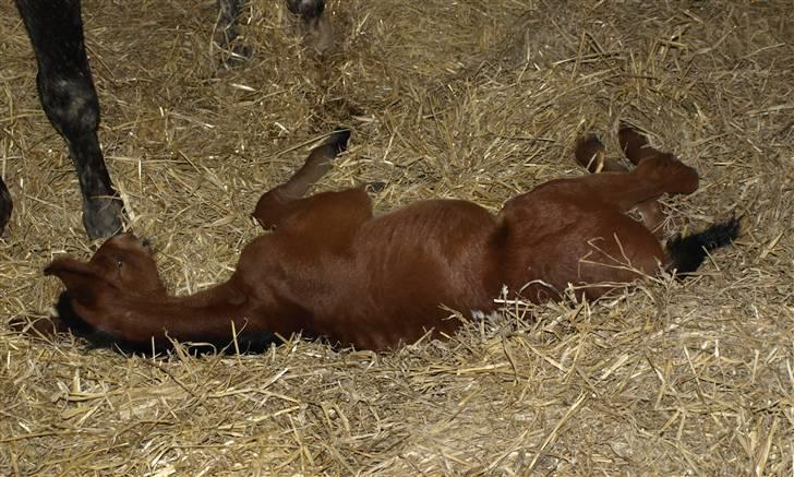 Appaloosa Cassiopaia - Zzzzzzz billede 16