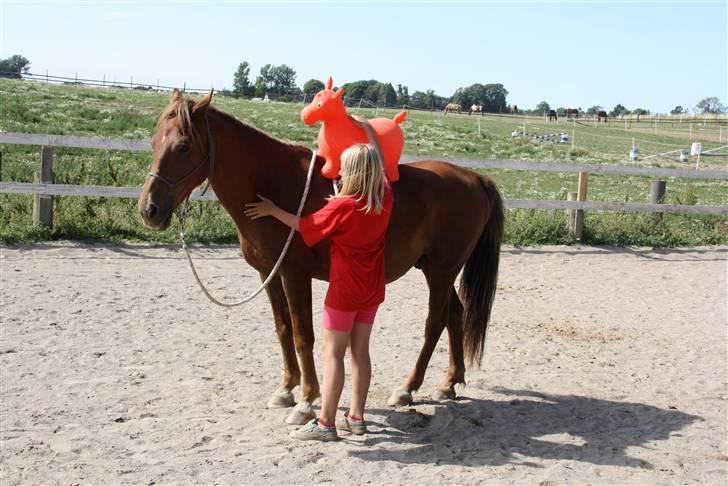 Anden særlig race |Sigurd| GL. Part.. - 19# hesten på hesten ? xD<33 xD foto: sussie :)<3 billede 19