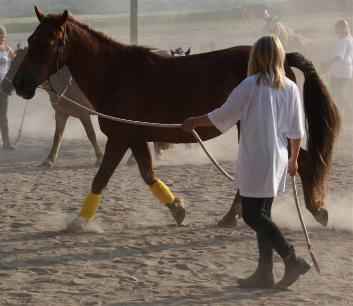 Anden særlig race |Sigurd| GL. Part.. - 20# her er han i longe til det store opvisning på ridelejren<3 foto: Roald. billede 20