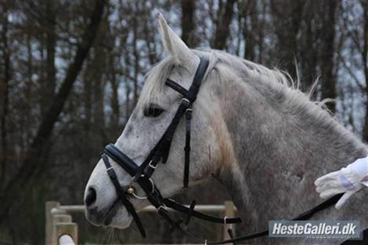 Anden særlig race Silver (Stampe) billede 17