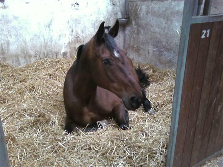 Dansk Varmblod Donna - Er hun ikke dejlig? billede 7