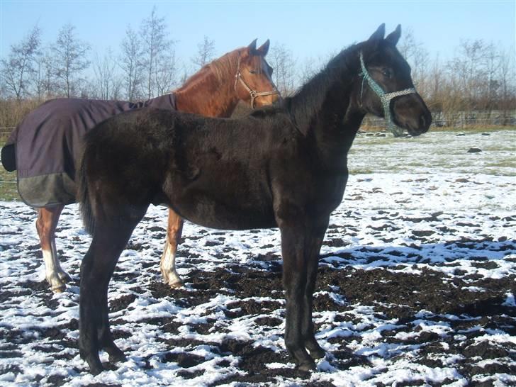 Dansk Varmblod Sunshine Hit  billede 16