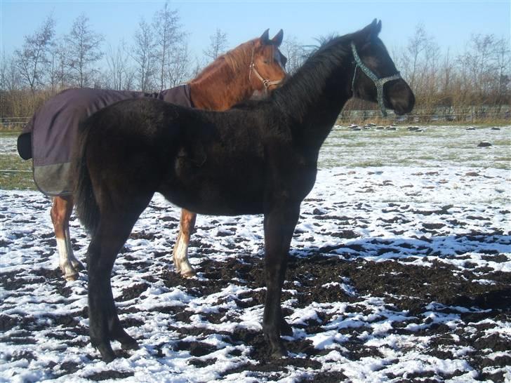 Dansk Varmblod Sunshine Hit  billede 17