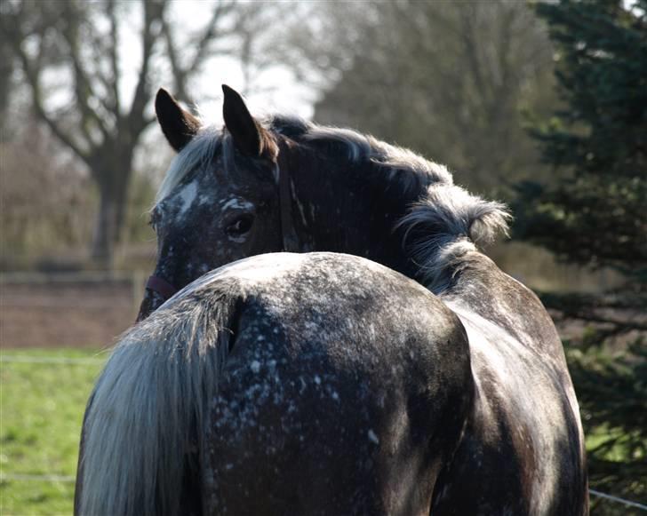 Appaloosa Spike - :) billede 1