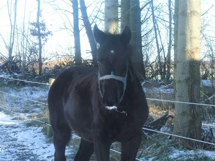 Dansk Varmblod Sunshine Hit  billede 18