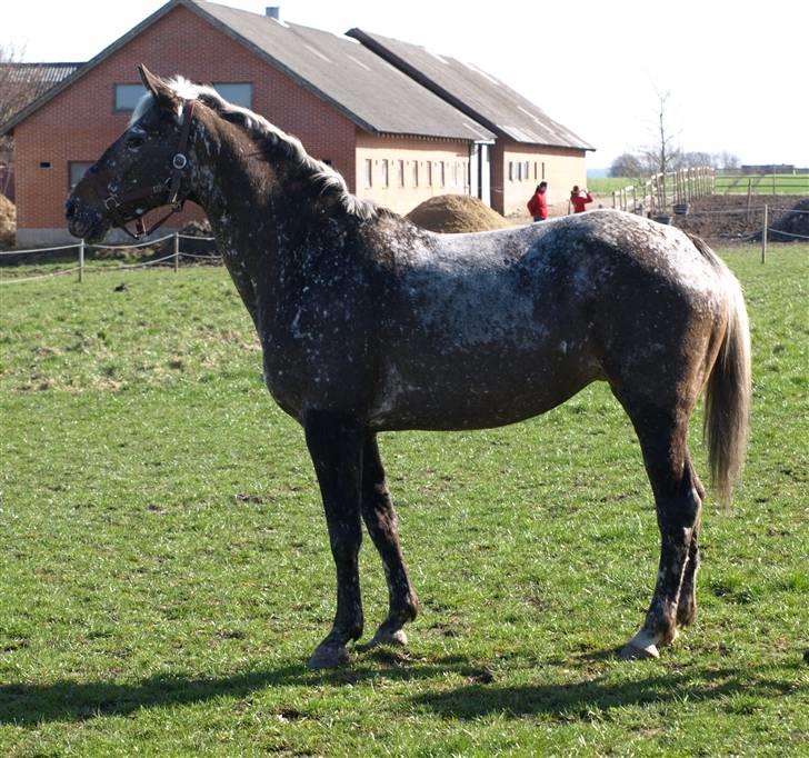 Appaloosa Spike - :) billede 3