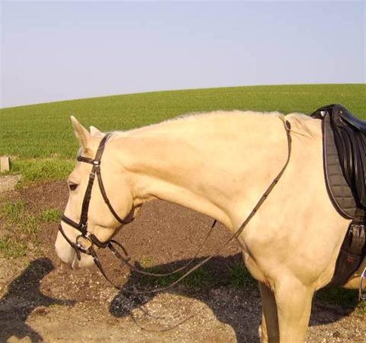 Palomino Bell Cavallo Fair Farina billede 7