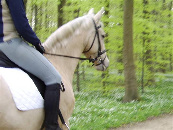 Palomino Bell Cavallo Fair Farina billede 8