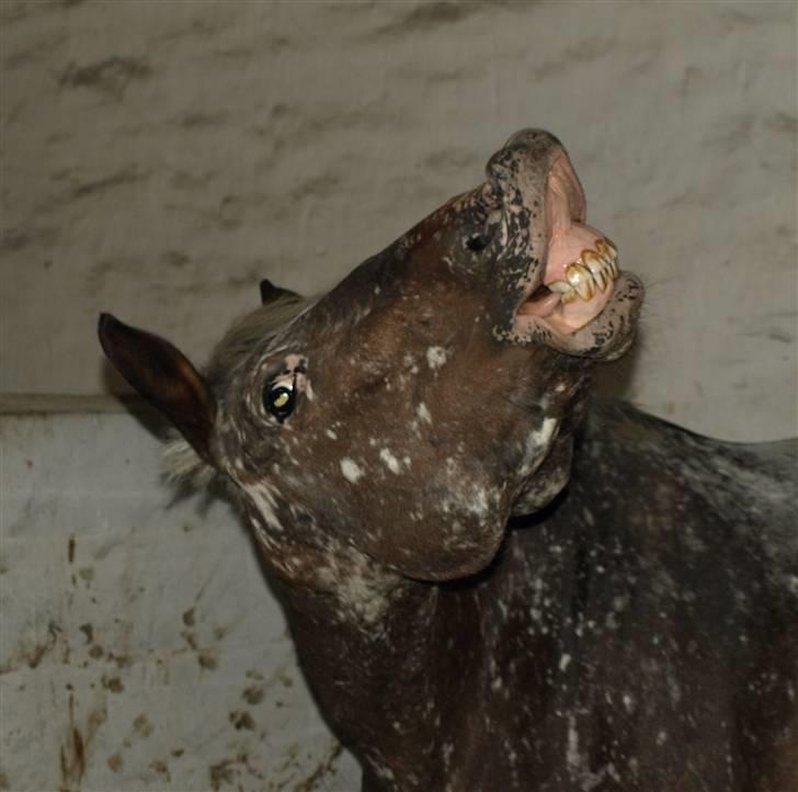Appaloosa Spike - smiler til dig :) billede 4