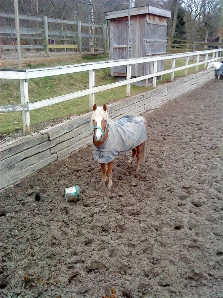 Anden særlig race Sebastian/Foxy(savner) - FOXY UDE PÅ SPRINGBANEN<3 (FOTO:MIG) billede 8