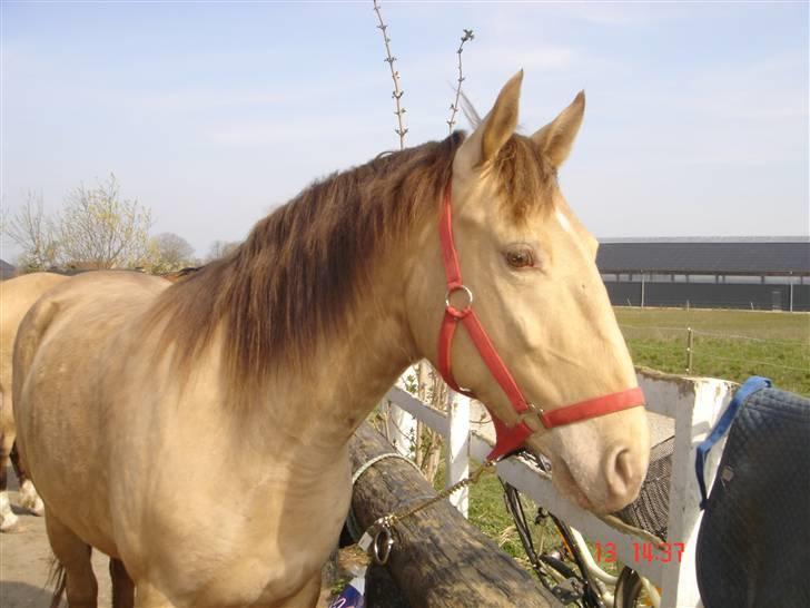 Anden særlig race Shikira R.I.P billede 9