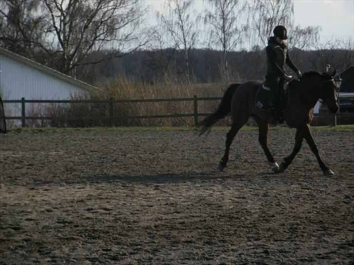 Anglo Araber (AA) Donna Van Vrå billede 15