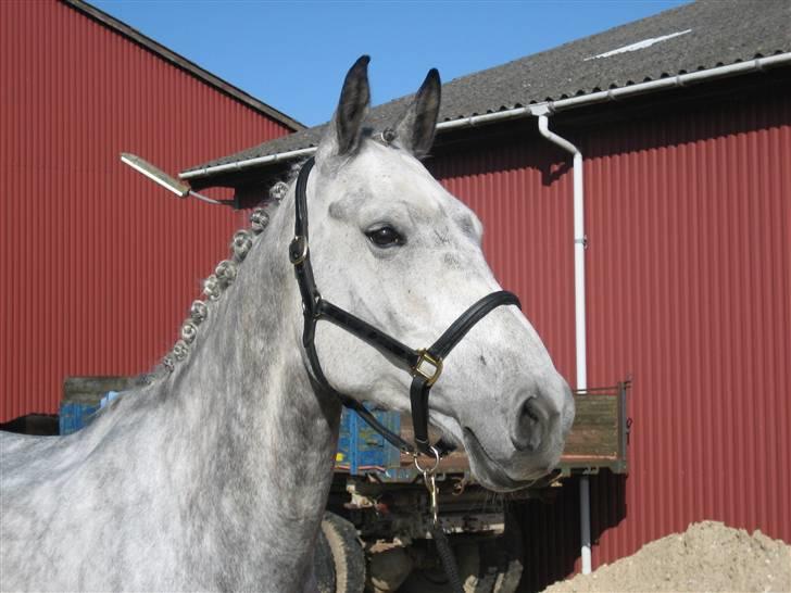 Dansk Varmblod Møgelhøjgårds Cupido solgt billede 9