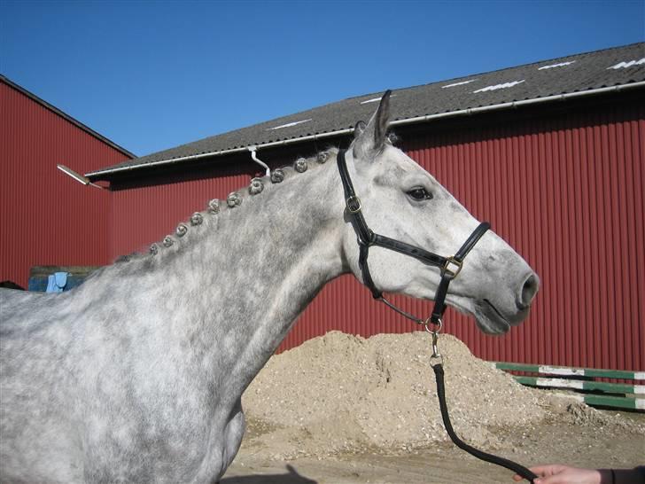 Dansk Varmblod Møgelhøjgårds Cupido solgt billede 10