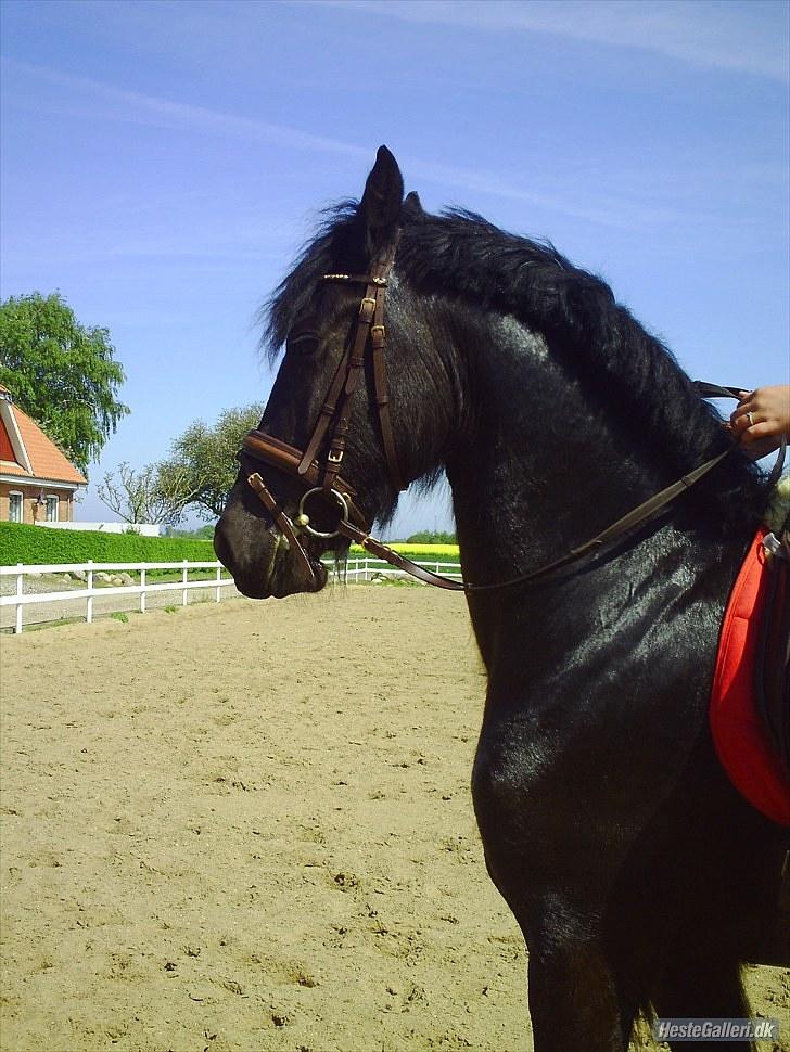 Frieser Aquador (Elmer/Elle) tidl. Hest billede 1
