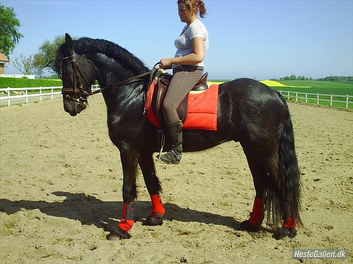 Frieser Aquador (Elmer/Elle) tidl. Hest billede 2