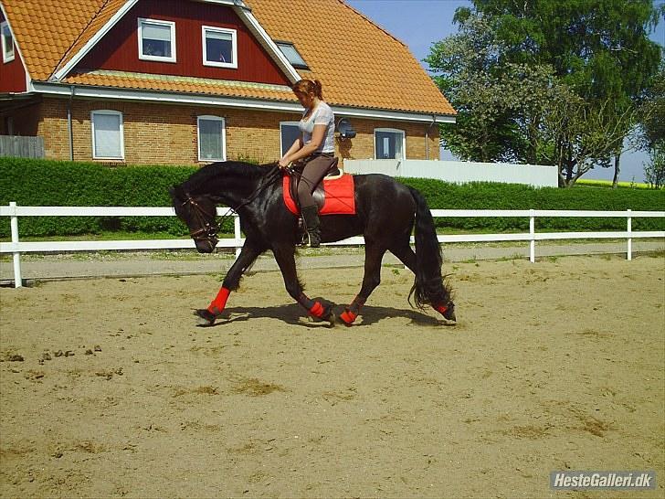 Frieser Aquador (Elmer/Elle) tidl. Hest billede 3