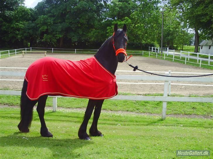 Frieser Aquador (Elmer/Elle) tidl. Hest billede 4