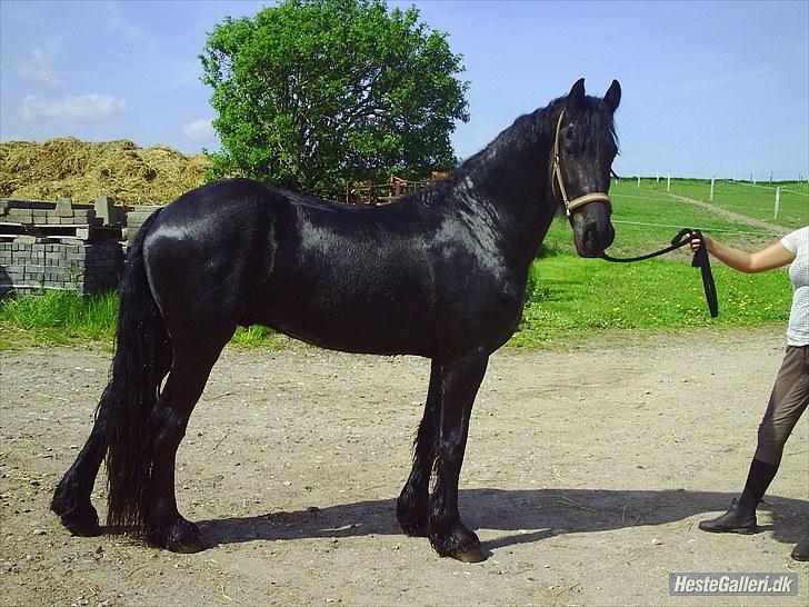 Frieser Aquador (Elmer/Elle) tidl. Hest billede 5