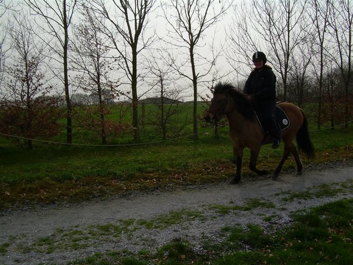 Islænder Kveikja  billede 14