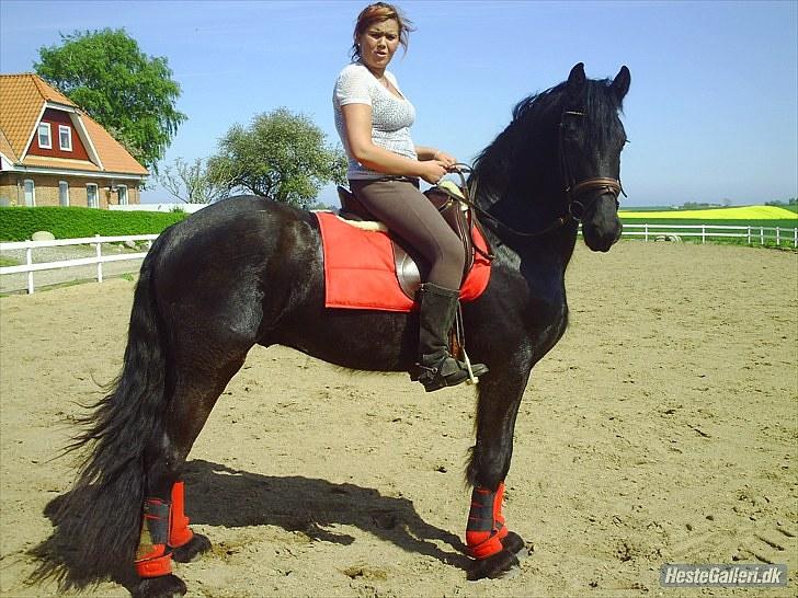 Frieser Aquador (Elmer/Elle) tidl. Hest billede 6