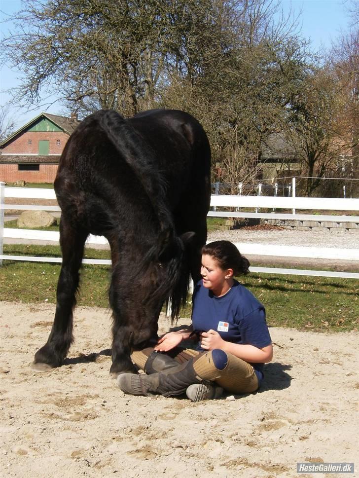 Frieser Aquador (Elmer/Elle) tidl. Hest billede 7