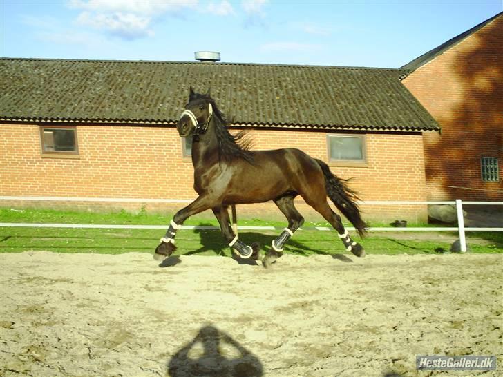 Frieser Aquador (Elmer/Elle) tidl. Hest billede 8