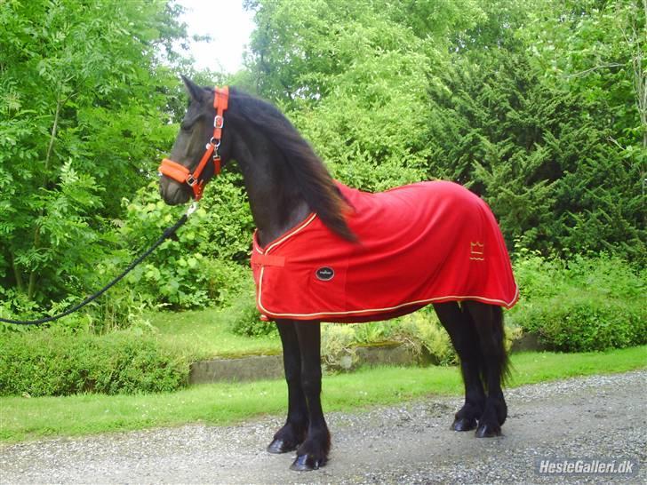 Frieser Aquador (Elmer/Elle) tidl. Hest billede 9