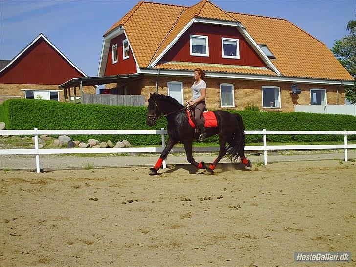 Frieser Aquador (Elmer/Elle) tidl. Hest billede 10