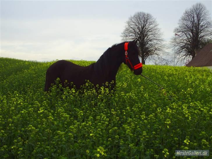 Frieser Aquador (Elmer/Elle) tidl. Hest billede 11