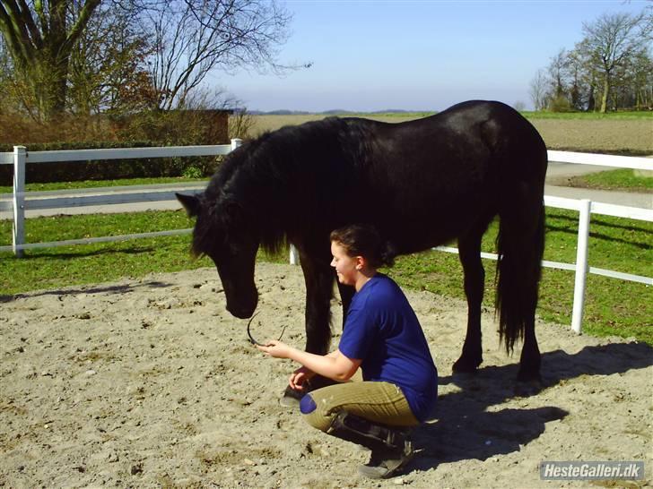 Frieser Aquador (Elmer/Elle) tidl. Hest billede 12
