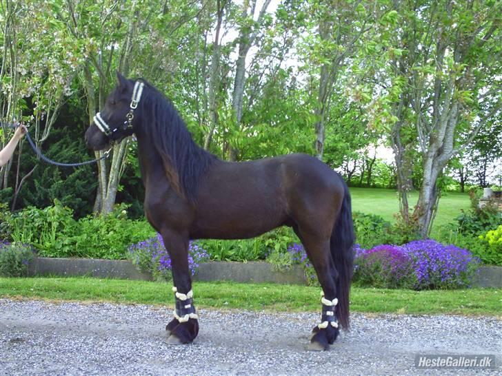 Frieser Aquador (Elmer/Elle) tidl. Hest billede 13