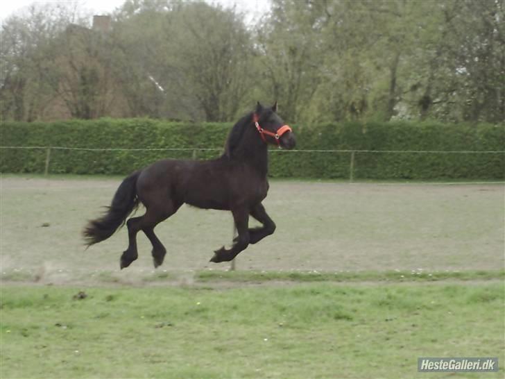 Frieser Aquador (Elmer/Elle) tidl. Hest billede 14