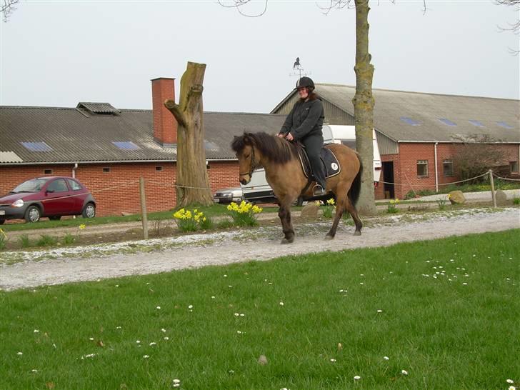 Islænder Kveikja  - Skridt billede 15