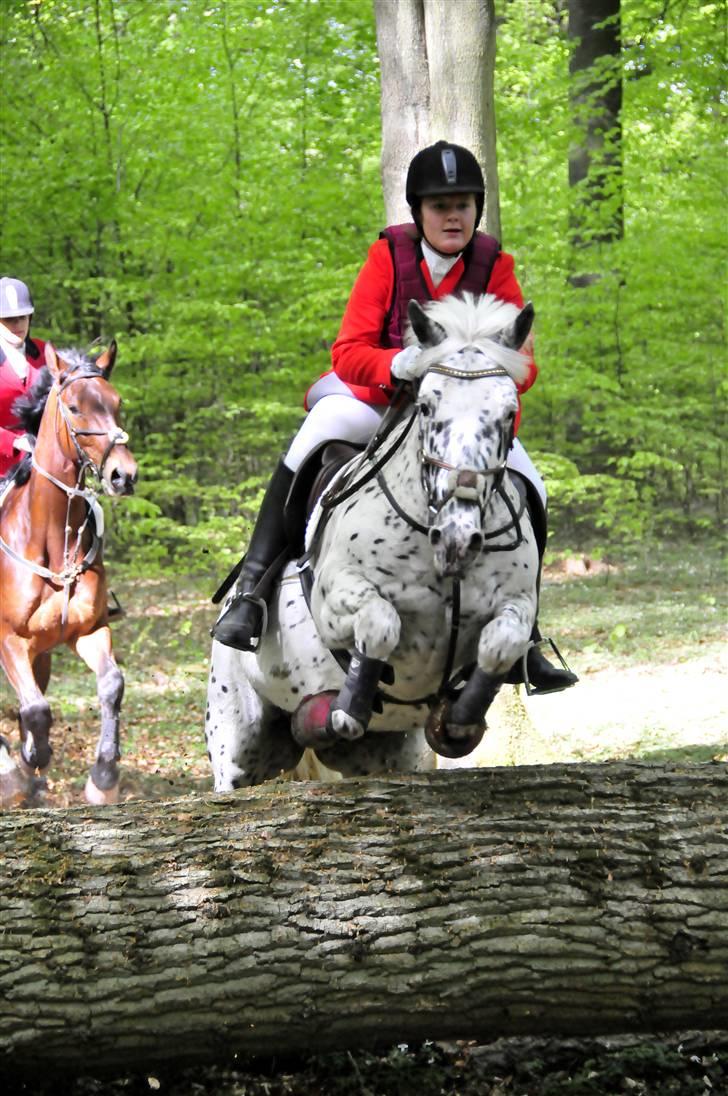 Knabstrupper Lille Myy(Tidligere hest) - Jagt i Horserød hegn - Djfoto.dk billede 2