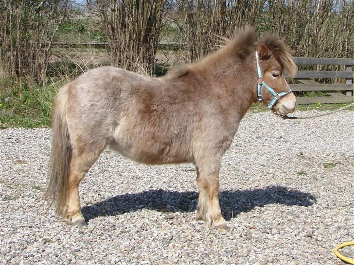 Miniature Skovsgårdes Just Around M - Før klipning april 2009 billede 18