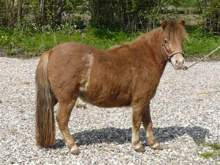 Miniature Skovsgårdes Just Around M - til sammenligning: før klipning april 2008 billede 19