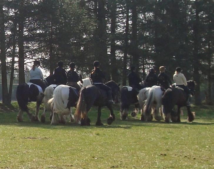 Irish Cob Bigumsgårds Dina  - Gypsy Show Horse Team. Trænning. 2009. billede 6
